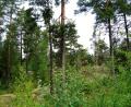 images/Schweden/Schweden 2012/IMG_0629.jpg